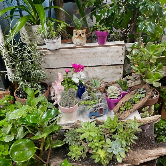 Meet your Posher, Tonya - Picture 4 of 11